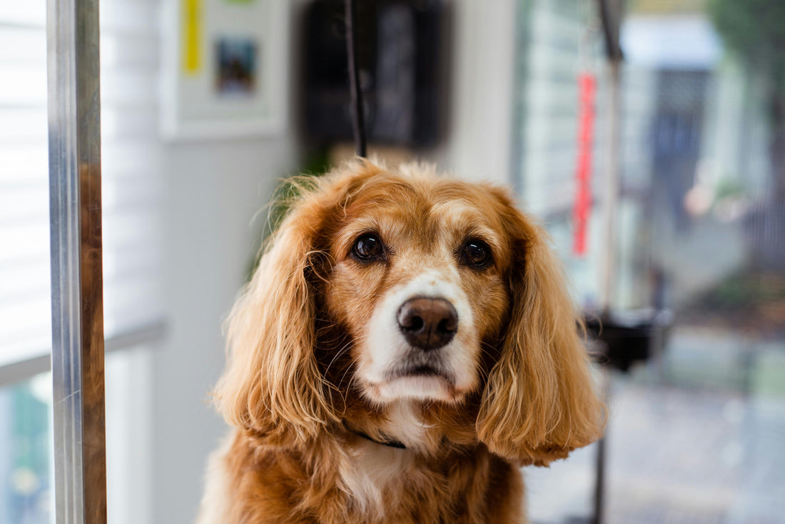 How to Calm an Anxious Dog: Tips and Tricks for a Relaxed Pup