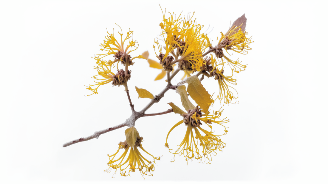 Witch Hazel for Pet Grooming: Benefits and Uses