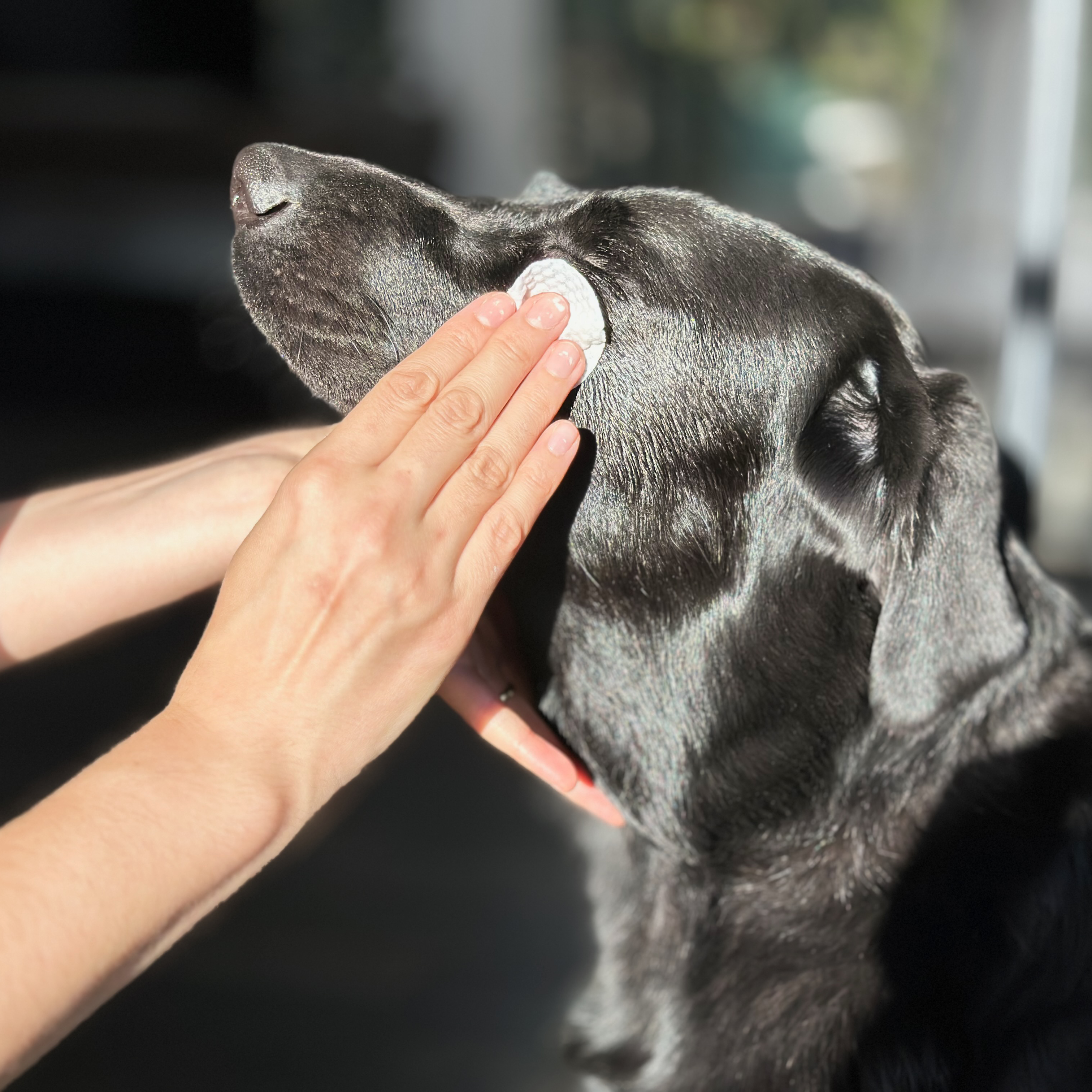 Load video: How to Use Guide for Puppy Lisa Eye Wipes