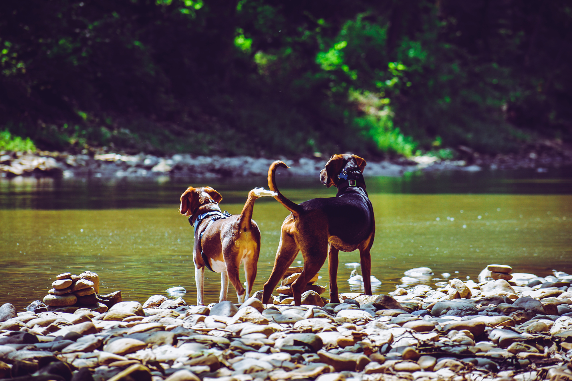 Two dogs by a river